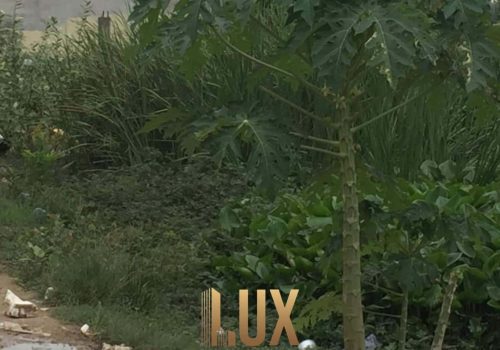 LUX-35379-4