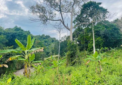 The land a beautiful piece of wild Kep hillside for Sale