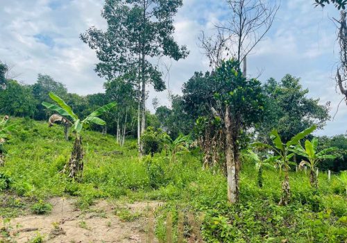 The land a beautiful piece of wild Kep hillside for Sale