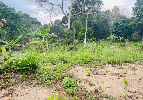 The land a beautiful piece of wild Kep hillside for Sale