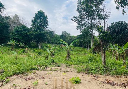 The land a beautiful piece of wild Kep hillside for Sale