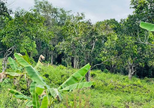 The land a beautiful piece of wild Kep hillside for Sale