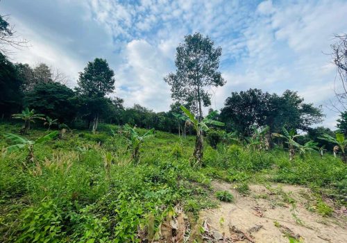 The land a beautiful piece of wild Kep hillside for Sale