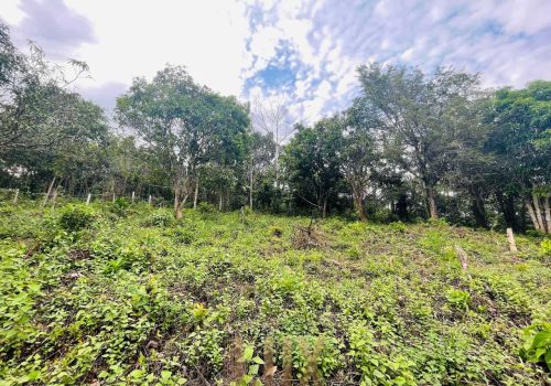 The land a beautiful piece of wild Kep hillside for Sale