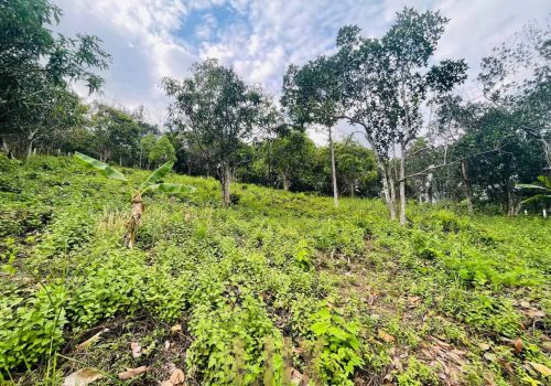 The land a beautiful piece of wild Kep hillside for Sale
