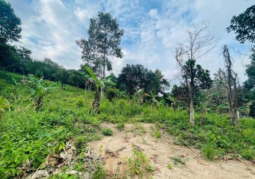 photo 2022-05-13 16-41-57The land a beautiful piece of wild Kep hillside for Sale