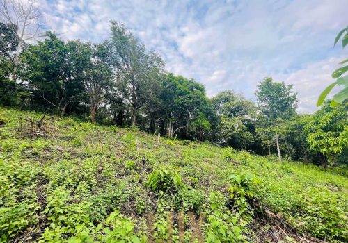 The land a beautiful piece of wild Kep hillside for Sale