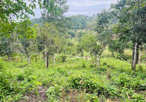 The land a beautiful piece of wild Kep hillside for Sale